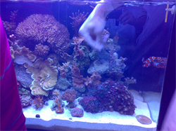 Primeiros corais após ciclagem