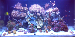 Primeira foto após colocar corais